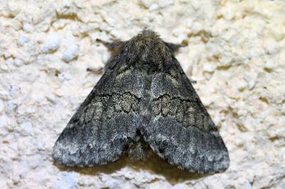 <i>Gluphisia crenata</i>