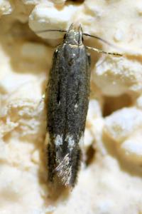 <i>Aproaerema anthyllidella</i>