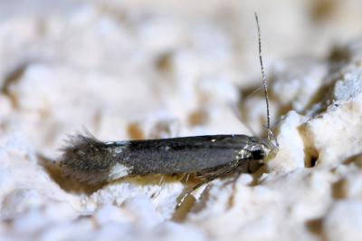 <i>Aproaerema anthyllidella</i>