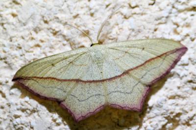 <i>Timandra comae</i>