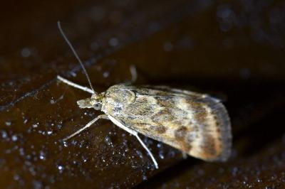 <i>Pyrausta despicata</i>