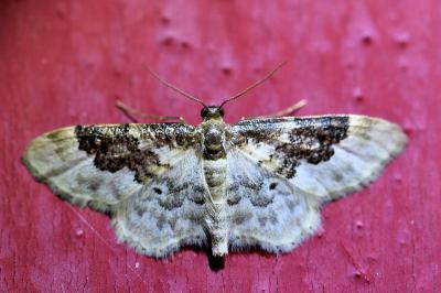 <i>Idaea rusticata</i>