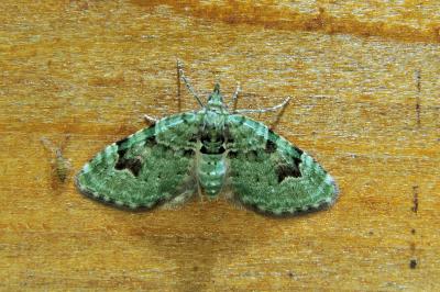 <i>Chloroclystis v-ata</i>