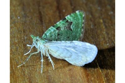 <i>Chloroclystis v-ata</i>