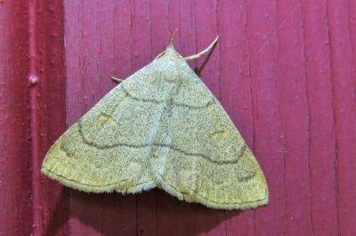 <i>Paracolax tristalis</i>