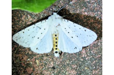<i>Spilosoma lubricipeda</i>