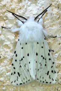 <i>Spilosoma lubricipeda</i>