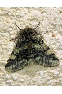 <i>Lycia hirtaria</i>
