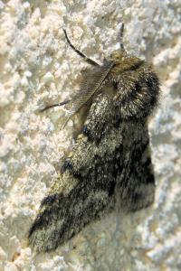 <i>Lycia hirtaria</i>