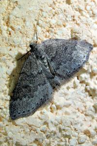 <i>Aleucis distinctata</i>