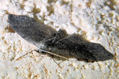 <i>Aleucis distinctata</i>