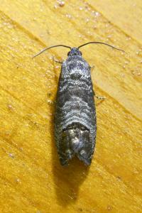 <i>Cydia pomonella</i>