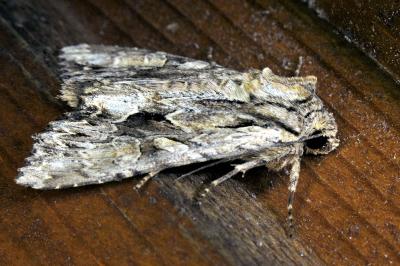 <i>Apamea monoglypha</i>