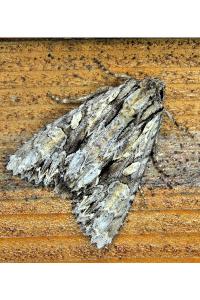 <i>Apamea monoglypha</i>
