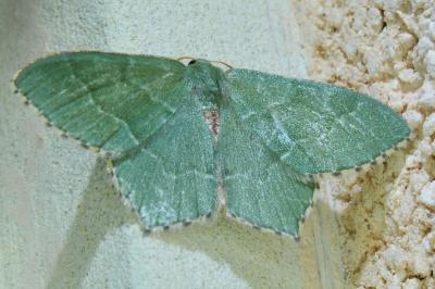 <i>Hemithea aestivaria</i>