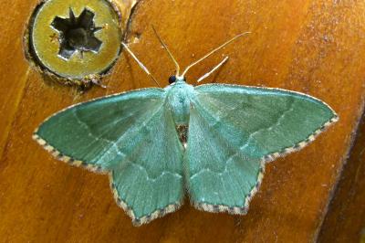 <i>Hemithea aestivaria</i>