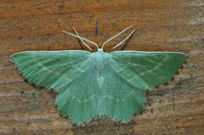 <i>Thalera fimbrialis</i>