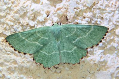 <i>Thalera fimbrialis</i>