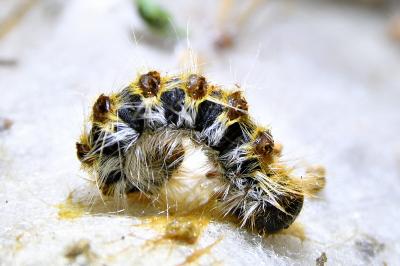 <i>Thaumetopoea pityocampa</i>