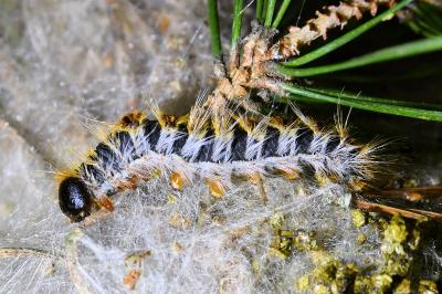 <i>Thaumetopoea pityocampa</i>