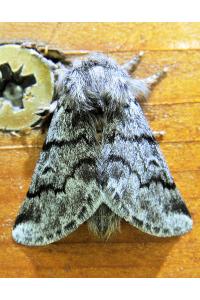 <i>Thaumetopoea pityocampa</i>