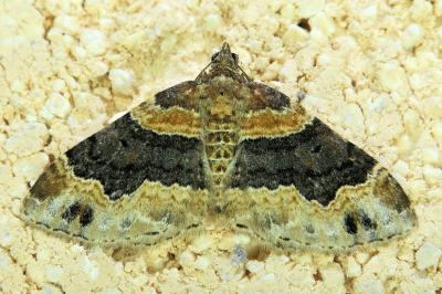 <i>Xanthorhoe ferrugata</i>
