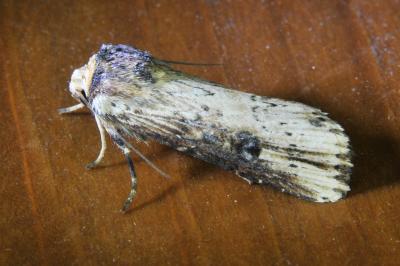 <i>Axylia putris</i>