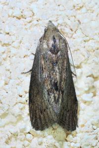 <i>Galleria mellonella</i>