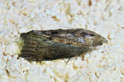 <i>Galleria mellonella</i>