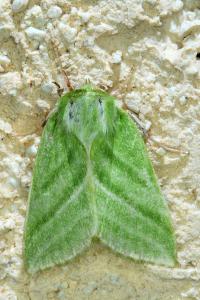 <i>Pseudoips prasinanus</i>
