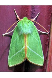 <i>Pseudoips prasinanus</i>