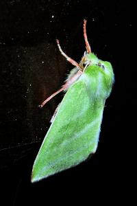 <i>Pseudoips prasinanus</i>