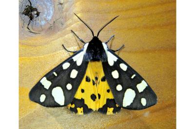 <i>Arctia villica</i>