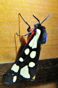 <i>Arctia villica</i>
