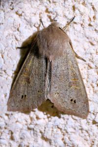 <i>Anorthoa munda</i>
