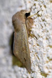<i>Anorthoa munda</i>