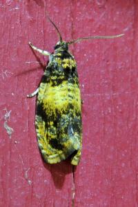 <i>Celypha aurofasciana</i>