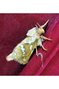 <i>Korscheltellus lupulinus</i>