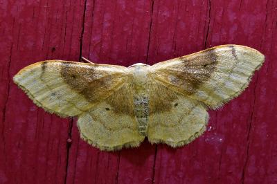 <i>Idaea degeneraria</i>