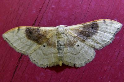 <i>Idaea degeneraria</i>