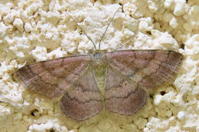 <i>Scopula rubiginata</i>