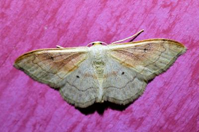 <i>Idaea rubraria</i>