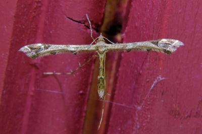 <i>Amblyptilia acanthadactyla</i>