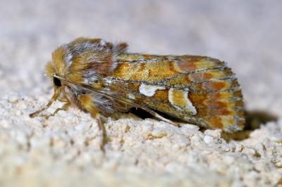 <i>Panolis flammea</i>