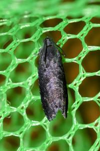 <i>Grapholita</i>
