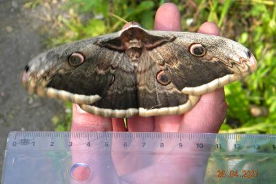 <i>Saturnia pyri</i>