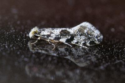 <i>Nemapogon granellus</i>