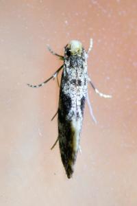 <i>Nemapogon granellus</i>
