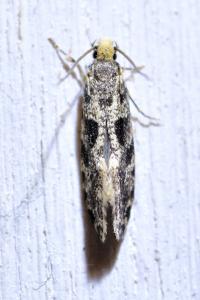 <i>Nemapogon granellus</i>