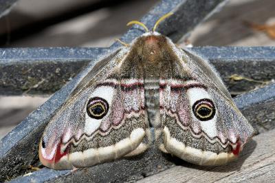 <i>Saturnia pavonia</i>